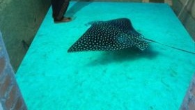 Изборът на саморазливен под