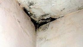 Как да се отървете от гъбичките по тавана