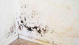 Как да се отървете от гъбички и мухъл по стените във фотоапартамента