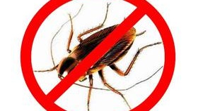 Как да се отървем от хлебарки в апартамент снимка хлебарка