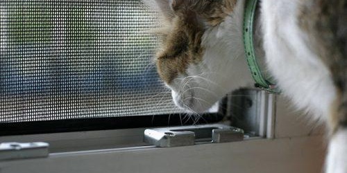 Комарник модел "антикошка"