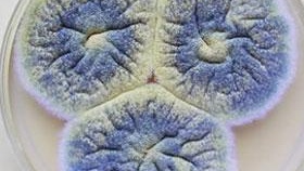 снимка на гъбична плесен